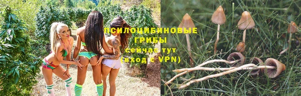 прущие грибы Беломорск