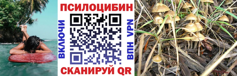 Галлюциногенные грибы Psilocybine cubensis Будённовск